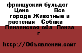 француский бульдог › Цена ­ 40 000 - Все города Животные и растения » Собаки   . Пензенская обл.,Пенза г.